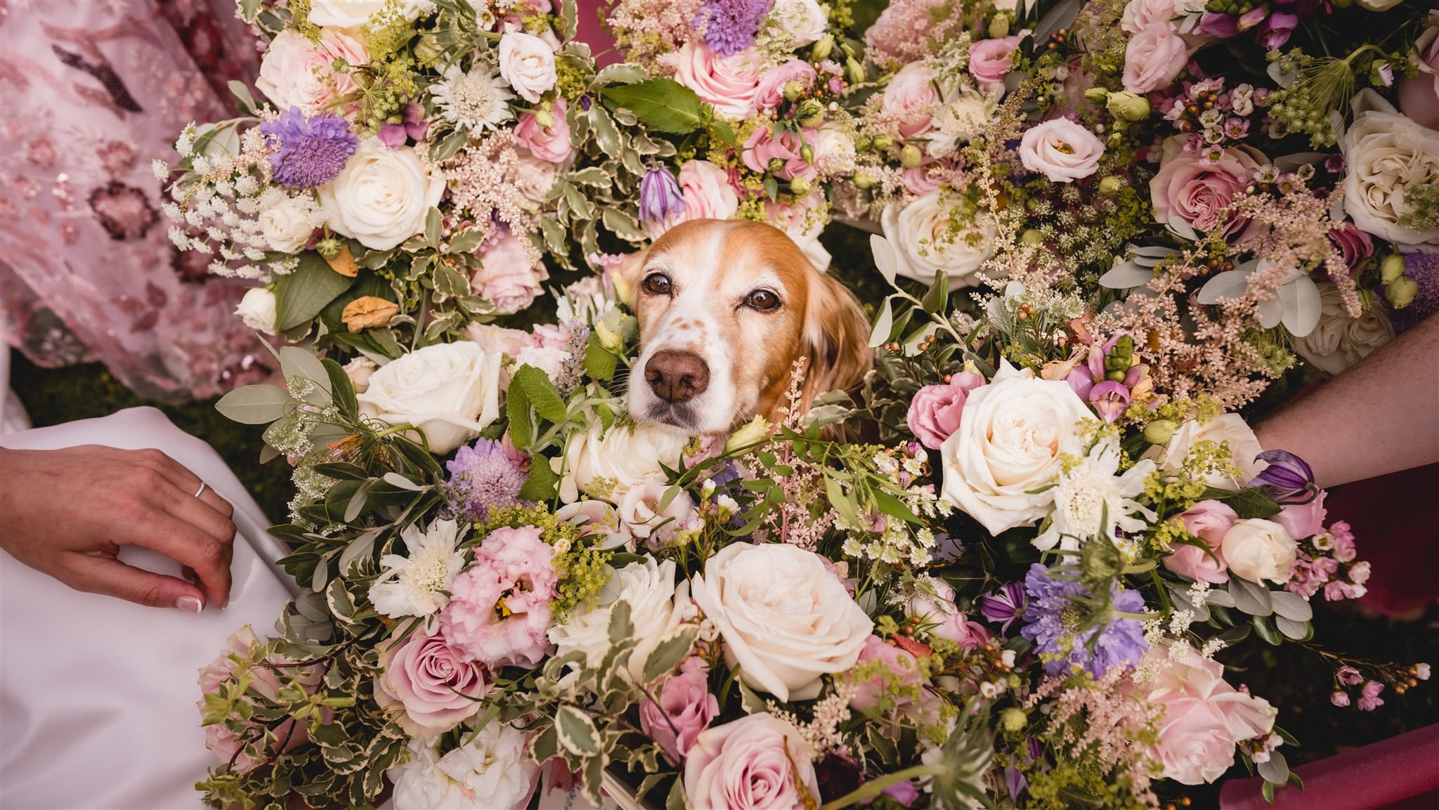 bouquet around dog during wedding day