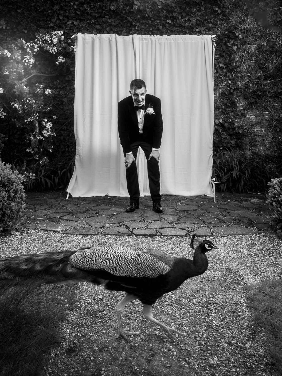 The Monosecco set-up in a garden after dark: a white curtain backdrop, a guest posing and a peacock walking past